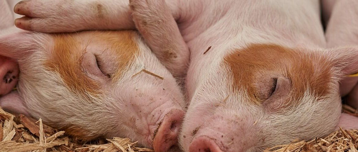 ik kan niet slapen|||||||